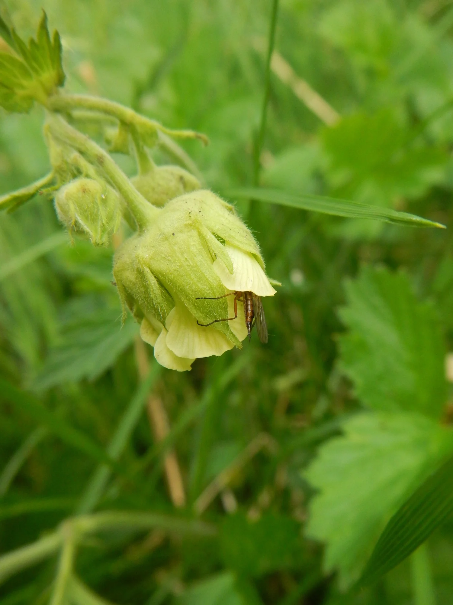 Geum rivale - Water Avens — BSBI VC77